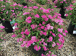 Спірея японська Ентоні Ватерер (рожева) (Spiraea japonica Anthony Waterer) а-20-40 см у контейнері С1,5 л