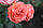 Саджанці троянд Шакенборг (Schackenborg), фото 4
