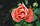 Саджанці троянд Шакенборг (Schackenborg), фото 3