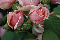Саженцы роз Поль Бокюз (Paul Bocuse)