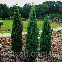 Ялівець звичайний Хіберніка / Juniperus Hibernica, фото 3