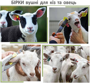 БІРКУВАННЯ кіз і овець