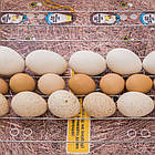 Інкубатор Теплуша 100 ТМВ, теновий + вологомір + 12 вольтів, фото 5