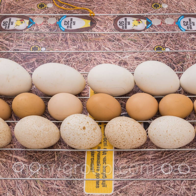 Инкубатор для яиц Теплуша 100 ТМВ, тэновый + влагомер - фото 7 - id-p866347796