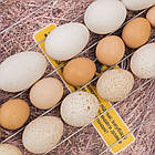 Інкубатор Теплуша 100 ТМВ, теновий + вологомір + 12 вольтів, фото 6