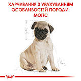 Корм сухий Royal Canin для цуценят породи мопс Pug PUPPY 1,5 kg, фото 8