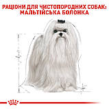 Корм сухий Royal Canin для дорослих собак породи мальтійська болонка Maltese Adult 500 g, фото 4