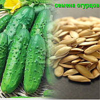 Насіння Огірків