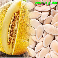 Насіння дині