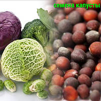 Насіння капусти