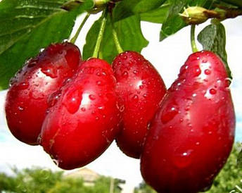 Кизил Світлячок