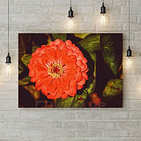 Картина на холсте с подрамником, картины на кухню Яркий красный цветок, 50х35 см