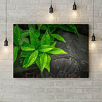 Картина на холсте с подрамником, картины на кухню Зеленые листья на сером фоне, 70х50 см