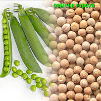 Насіння гороху