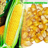 Насіння кукурудзи
