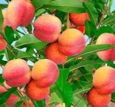 Персик колоновидна Кримський (ранній)