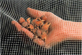 Сітка для сушки фруктів TENAX PLURIMA (4м*62,5м) вічко 5мм*6мм, помаранчевий