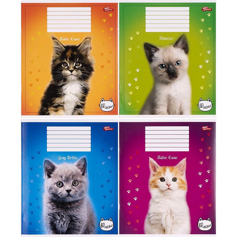 Зошит шкільний Мрії Збуваються 24арк в клітинку арт. 3289, фото 1