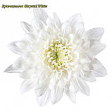 Хризантема Chrystal White (Кристал Білий) розстада.Польща. in-vitro, фото 3