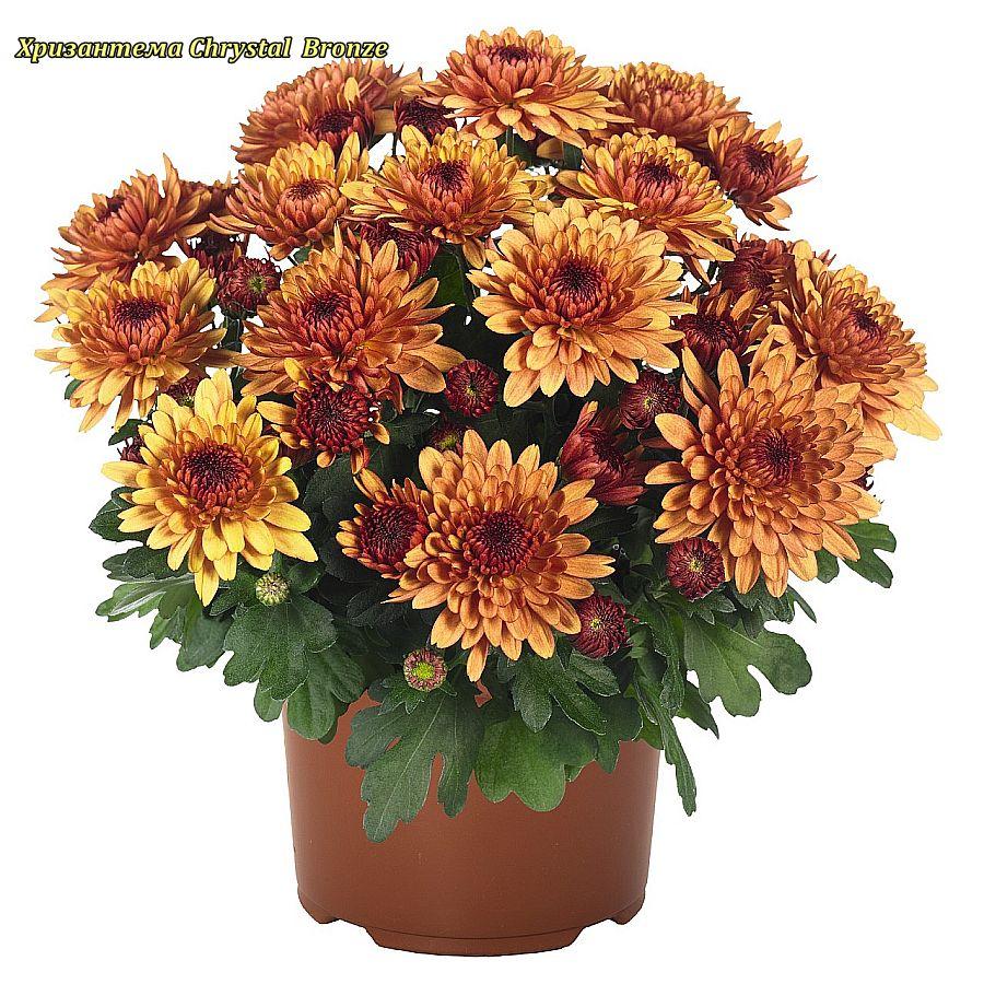 Хризантема Chrystal Bronze (Кристал Бронзе) маточник
