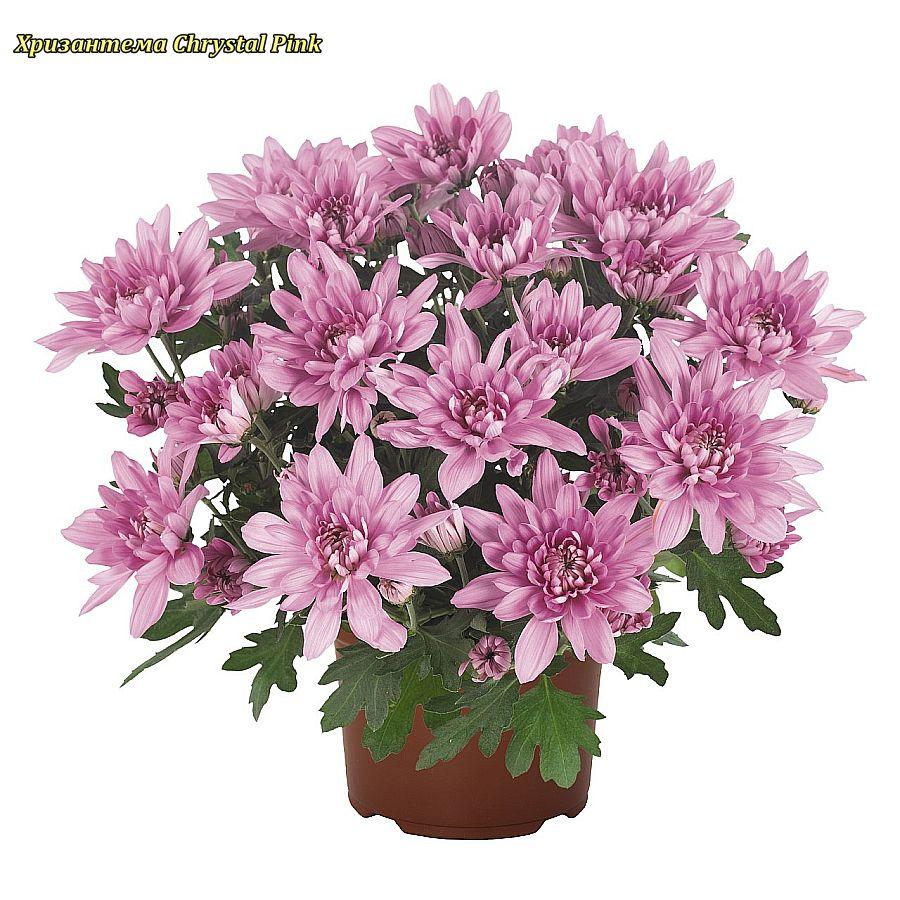 Хризантема Chrystal Pink (Кристал Рожевий)рассада