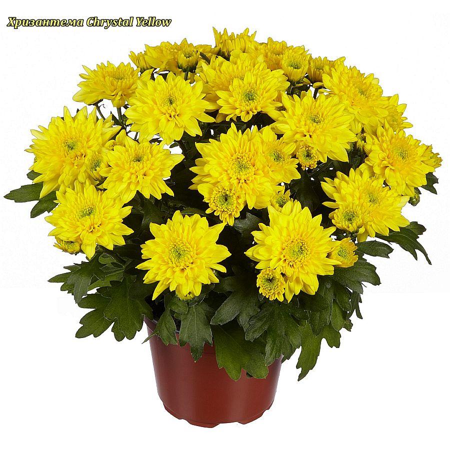 Хризантема Chrystal Yellow (Кристал Жовта) розсада