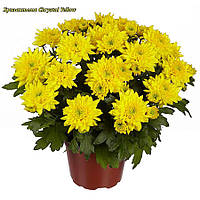 Хризантема Chrystal Yellow (Кристал Желтая)