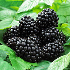 Саджанці ожини сорт Dima 2 річні, конт. 2 л