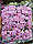 Незабудки , рожеві Упаковка 144 шт, фото 2