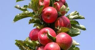 Яблуня колоновидна Ватажок (осіння)