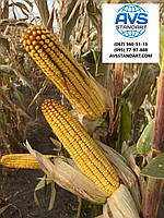 Насіння кукурудзи МАТЕО ФАО 320. Гібрид кукурудзи МАТЕО 130 ц/га., фото 3