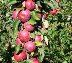 Яблуня колоновидна Скорпіон (осіння)