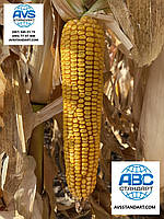 Кукурудза МАТЕО ФАО 320. Гібрид кукурудзи МАТЕО 130ц/га Насіння кукурудзи МАТЕО вологовіддача 15-16%., фото 3