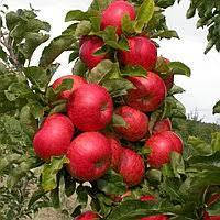 Яблуня колоновидна Граф Эззо (осіння)