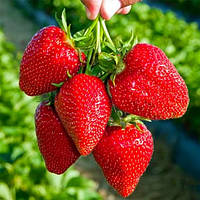 Програма живлення полуниці із добривом Yara. Які та коли добрива вносити?