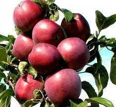 Яблуня колоновидна Титанія (осіння)