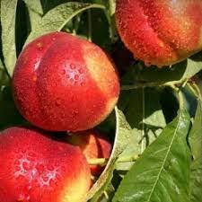 Нектарин Рубіновий 4