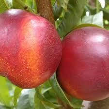 Нектарин Старк Сангло (середній)