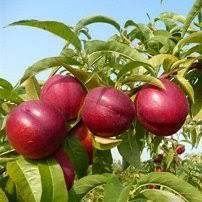 Нектарин Ванг 3 (США) (середній)