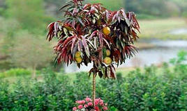 Персик з червоним листям Бургунді (пізній,морозостійкий)