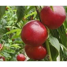 Нектарин Ванг 8 (середній)