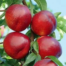 Нектарин Сноу квін