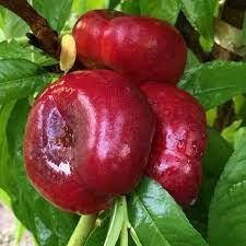 Нектарин інжировий САМАНТА