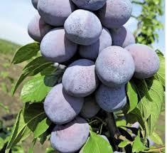 Зливу Гилберд