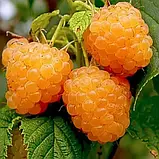 Малина Порана роса (ремонтантний), фото 2