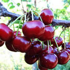 Саджанці вишні ШПАНКА