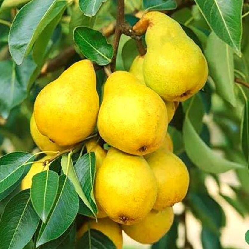 Груша "Медова"