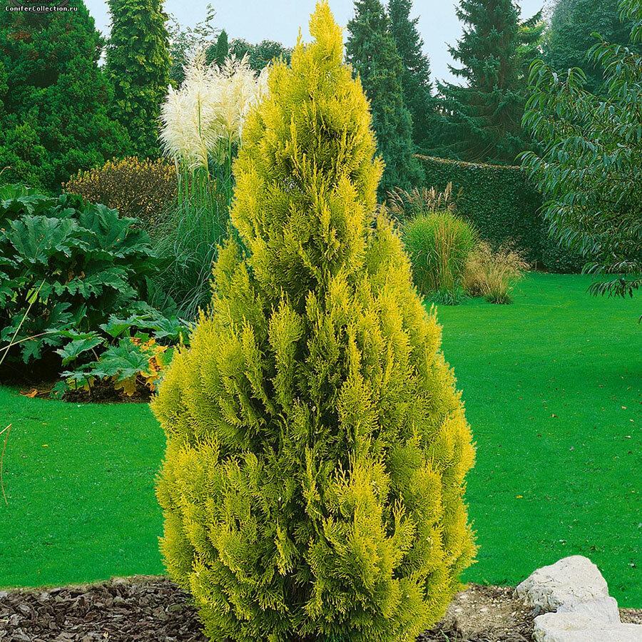 Саджанці Туї західної Голден Смарагд (Thuja occidentalis Golden Smaragd) 4-річний