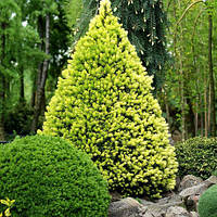 Саджанці Ялини канадської Дейзі Уайт (Picea glauca Daisy's White)