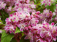 Дейция гибридная Deutzia x hybrida Strawberry Fields